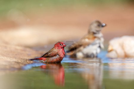 Firefinch à bec rouge mâle se baignant dans un trou d'eau dans le parc national Kruger, Afrique du Sud ; famille d'espèces Lagonosticta senegala of Estrildidae