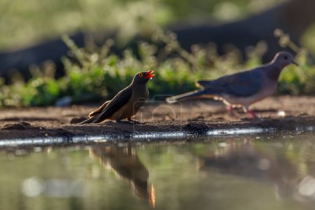 Red billed Oxpecker standing backlit along waterhole in Kruger National park, South Africa ; Specie Buphagus erythrorhynchus family of Buphagidae