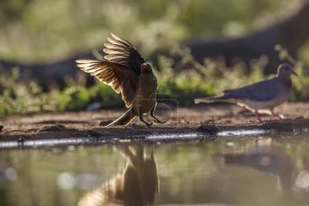 Oxpecker à bec rouge debout rétroéclairé le long d'un trou d'eau dans le parc national Kruger, en Afrique du Sud ; famille des Buphagus erythrorhynchus de la famille des Buphagidae