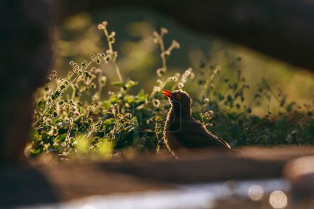 Téléchargez les photos : Oxpecker à bec rouge debout sur le sol dans le rétroéclairage dans le parc national Kruger, Afrique du Sud ; famille des Buphagus erythrorhynchus de la famille des Buphagidae - en image libre de droit