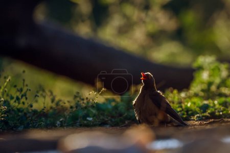 Red billed Oxpecker standing on the ground in backlit in Kruger National park, South Africa ; Specie Buphagus erythrorhynchus family of Buphagidae