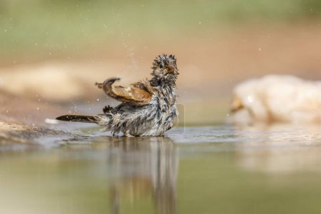 Gorrión de cabeza gris del sur bañándose en un pozo de agua en el Parque Nacional Kruger, Sudáfrica; Familia Passer diffusus of Passeridae