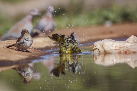 Baignade spectaculaire de tisserands dans un trou d'eau avec réflexion dans le parc national Kruger, Afrique du Sud ; famille Ploceus ocularis de Ploceidae