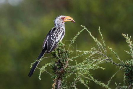 Téléchargez les photos : Bruant à bec jaune du Sud dans le parc national Kruger, Afrique du Sud ; famille des Bucerotidae de l'espèce Tockus leucomelas - en image libre de droit