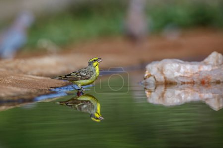 Photo for Yellow fronted Canary standing in waterhole with reflection in Kruger National park, South Africa ; Specie Crithagra mozambica family of Fringillidae - Royalty Free Image