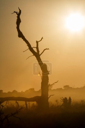 Tronco de árbol muerto al atardecer en el parque transfronterizo de Kgalagadi, Sudáfrica