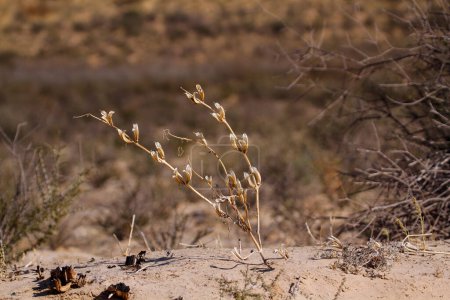 Shrub plant in Kgalagadi transfrontier park, South Africa