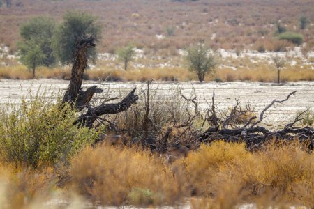 Landschaft mit abgestorbenem Baum im Kgalagadi-Grenzpark, Südafrika