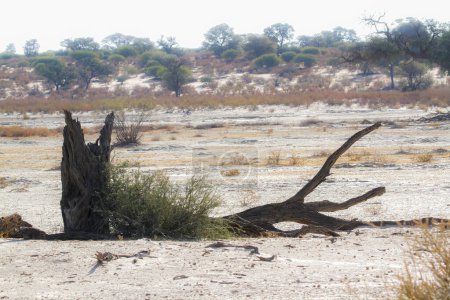 souche d'arbre mort dans le lit de la rivière Nossob lors de bruine dans le parc transfrontalier Kgalagadi, Afrique du Sud