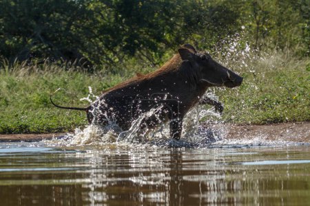 Common warthog running out of waterhole in Kruger National park, South Africa ; Specie Phacochoerus africanus family of Suidae
