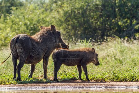 Common warthog female and cub bonding in backlit in Kruger National park, South Africa ; Specie Phacochoerus africanus family of Suidae