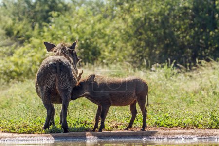 Common warthog female and cub bonding in backlit in Kruger National park, South Africa ; Specie Phacochoerus africanus family of Suidae