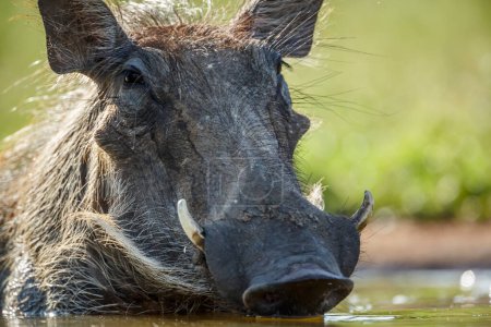 Common warthog full frame protrait front view in Kruger National park, South Africa ; Specie Phacochoerus africanus family of Suidae