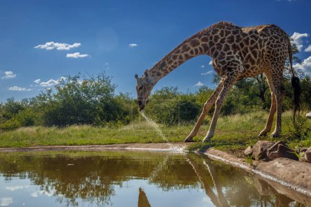 Girafe buvant au point d'eau du parc national Kruger, Afrique du Sud ; espèce Giraffa camelopardalis famille des Giraffidae