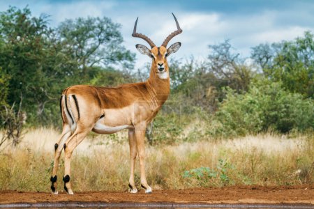 Common Impala horned male full frame ground level in Kruger National park, South Africa ; Specie Aepyceros melampus family of Bovidae