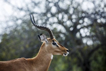 Portrait mâle commun à cornes Impala isolé en milieu naturel dans le parc national Kruger, Afrique du Sud ; espèce Aepyceros melampus famille des Bovidae