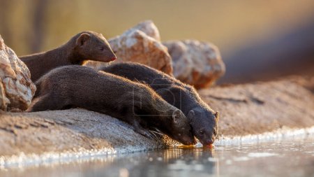 Trois minces mangoustes buvant dans un trou d'eau contre-éclairé dans le parc transfrontalier de Kgalagadi, en Afrique du Sud ; espèce Galerella sanguinea famille des Herpestidae