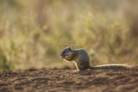 Téléchargez les photos : Smith écureuil de brousse mangeant des lianes au sol dans le parc national Kruger, Afrique du Sud ; famille des Sciuridae Paraxerus cepapi - en image libre de droit
