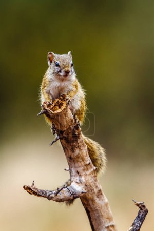 Smith Buschhörnchen auf einem Baumstamm in Alarmbereitschaft isoliert in natürlichem Hintergrund im Krüger Nationalpark, Südafrika; Specie Paraxerus cepapi Familie der Sciuridae