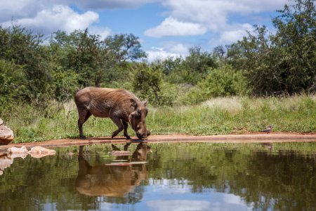 Common warthog walking into waterhole with reflection in Kruger National park, South Africa ; Specie Phacochoerus africanus family of Suidae