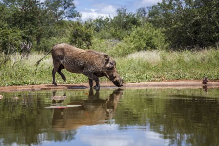 Vergüenza común entrando en un pozo de agua con reflejo en el Parque Nacional Kruger, Sudáfrica; especie Phacochoerus africanus familia de suidos