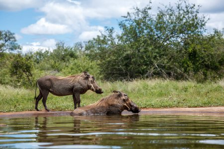 Zwei Warzenschweine baden in Wasserloch im Kruger Nationalpark, Südafrika; Familie der Suidae der Art Phacochoerus africanus