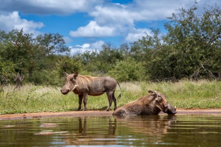 Zwei Warzenschweine baden in Wasserloch im Kruger Nationalpark, Südafrika; Familie der Suidae der Art Phacochoerus africanus
