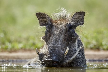 Common warthog portrait front view surface level in Kruger National park, South Africa ; Specie Phacochoerus africanus family of Suidae