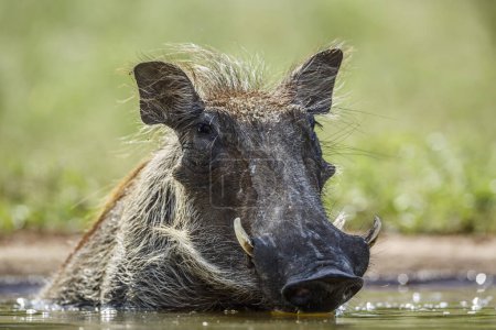 Retrato común de warthog vista frontal a nivel de superficie en el Parque Nacional Kruger, Sudáfrica; Especie Phacochoerus africanus familia de Suidae