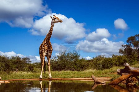 Girafe le long d'un trou d'eau dans le parc national Kruger, Afrique du Sud ; famille des Giraffidae Giraffa camelopardalis