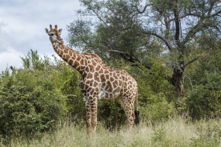 Girafe en alerte dans la brousse du parc national Kruger, Afrique du Sud ; espèce Giraffa camelopardalis famille des Giraffidae