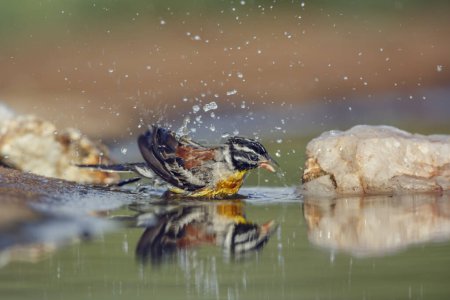 African Golden breasted Bunting bathing in waterhole with reflection in Kruger National park, South Africa ; Specie Fringillaria flaviventris family of Emberizidae