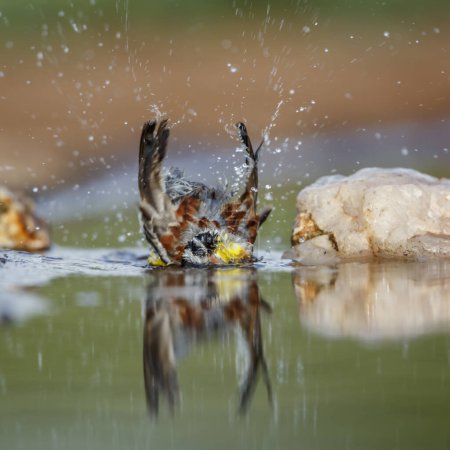 African Golden breasted Bunting bañándose en un pozo de agua con reflejo en el Parque Nacional Kruger, Sudáfrica; Specie Fringillaria flaviventris family of Emberizidae