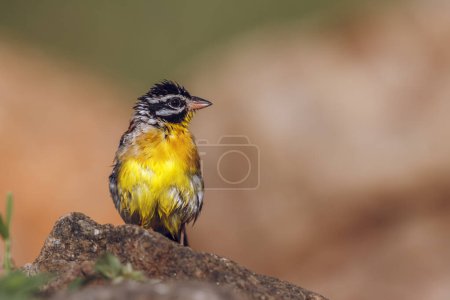 African Golden breasted Bunting standing front view on a rock in Kruger National park, South Africa ; Specie Fringillaria flaviventris family of Emberizidae