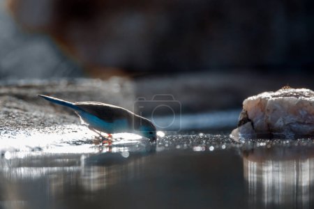 Cordonbleu de pecho azul bebiendo retroiluminado en un pozo de agua en el Parque Nacional Kruger, Sudáfrica; Especie Uraeginthus angolensis familia de Estrildidae