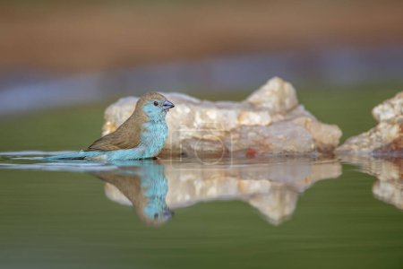 Téléchargez les photos : Cordonbleu à poitrine bleue se baignant dans un trou d'eau avec réflexion dans le parc national Kruger, Afrique du Sud ; famille des Estrildidae Uraeginthus angolensis - en image libre de droit