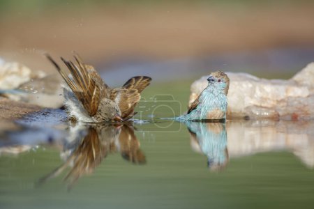Blaubrüstiges Cordonbleu und Sperling beim Baden im Wasserloch mit Spiegelung im Kruger Nationalpark, Südafrika; Uraeginthus angolensis Familie der Estrildidae