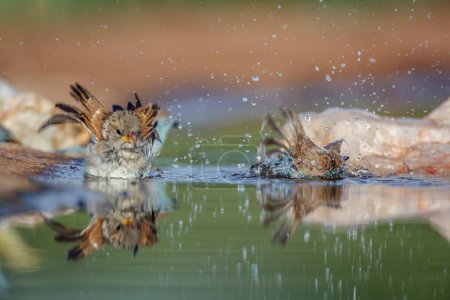 Blaubrüstiges Cordonbleu und Sperling beim Baden im Wasserloch mit Spiegelung im Kruger Nationalpark, Südafrika; Uraeginthus angolensis Familie der Estrildidae