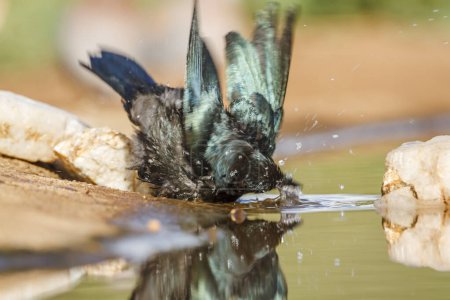 Cape Glossy Starling juvenile bathing in waterhole in Kruger National park, Sudáfrica; Specie Lamprotornis nitens family of Sturnidae