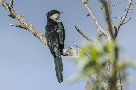 Pied Cuckoo standing on a branch isolated in blue sky in Kruger National park, South Africa ; Specie Clamator jacobinus family of Cuculidae