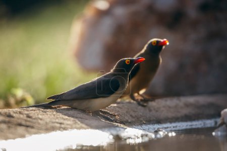 Two Red billed Oxpecker backlit along waterhole in Kruger National park, South Africa ; Specie Buphagus erythrorhynchus family of Buphagidae