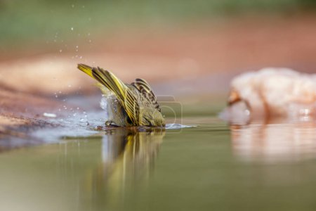 Tejedor de pueblo bañándose en un pozo de agua en el Parque Nacional Kruger, Sudáfrica; Especie Ploceus cucullatus familia de Ploceidae