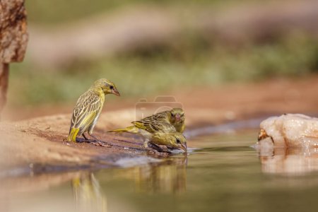 Tres tejedores de pueblo bebiendo en un pozo de agua en el Parque Nacional Kruger, Sudáfrica; Especie Ploceus cucullatus familia de Ploceidae