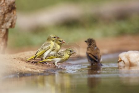 Trois tisserands villageois buvant dans un trou d'eau dans le parc national Kruger, Afrique du Sud ; famille des Plocéidae Ploceus cucullatus