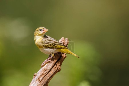 Village weaver standing on a branch isolated in natural background in Kruger National park, South Africa ; Specie Ploceus cucullatus family of Ploceidae