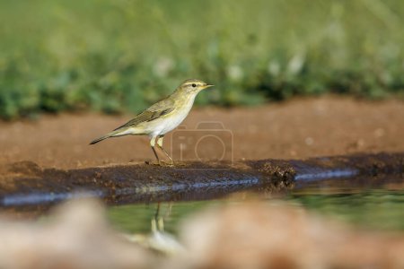 Willow Warbler along waterhole in Kruger National park, South Africa ; Specie Phylloscopus trochilus family of Phylloscopidae