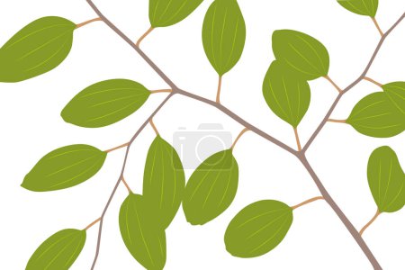 Téléchargez les illustrations : Ziziphus mauritiana branches et feuilles isolées sur fond blanc - en licence libre de droit