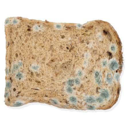 Vektorbild eines porösen Brotstücks mit Schimmel auf weißem Hintergrund