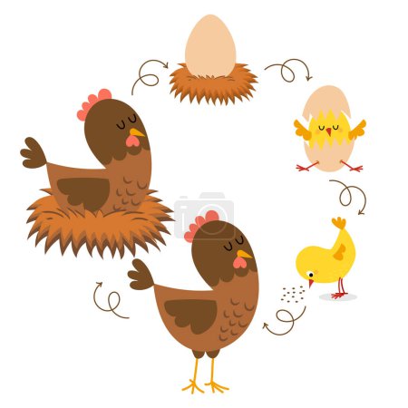 Illustration for Chicken life cycle. Hatching and growing process of chicken. Stages of chicken growth from egg to hen and adult mother bird. - Royalty Free Image