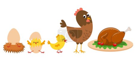 Ilustración de La eclosión y el proceso de crecimiento de pollo. Etapas del crecimiento de la gallina desde el huevo hasta la gallina y el ave madre adulta. - Imagen libre de derechos